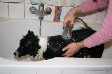 LAVER - BAIN